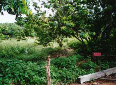 Jungle photos: A secret gravesite on the Rio Negro Jungle photos: A secret gravesite on the Rio Negro